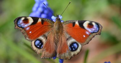 Nowe okazy motyli można już podziwiać w motylarni w Jaworzu